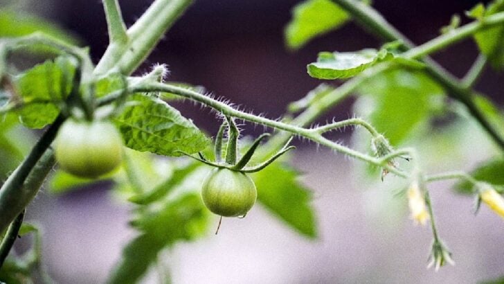 Green tomatoes and flowers on the vine.