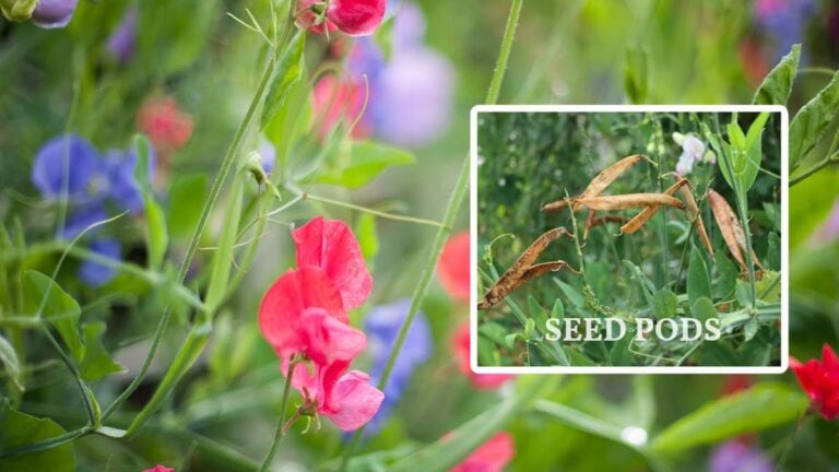How to Grow Sweet Pea Flowers & What to Avoid