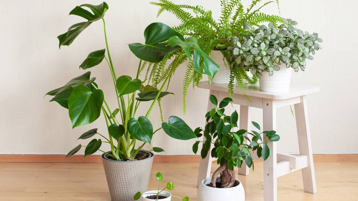 Assortment of houseplants