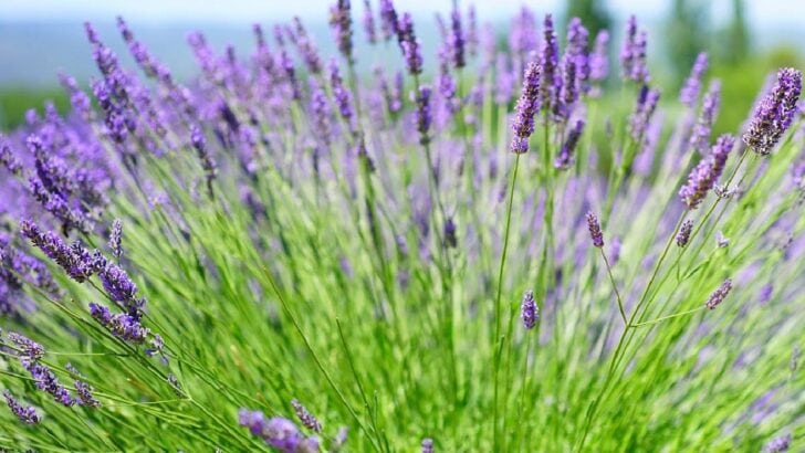 Lavender in bloom.