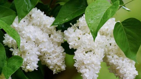 How To Propagate Lilacs (Options For Home Gardeners)