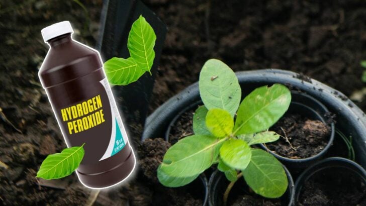 Hydrogen peroxide and a garden plant.