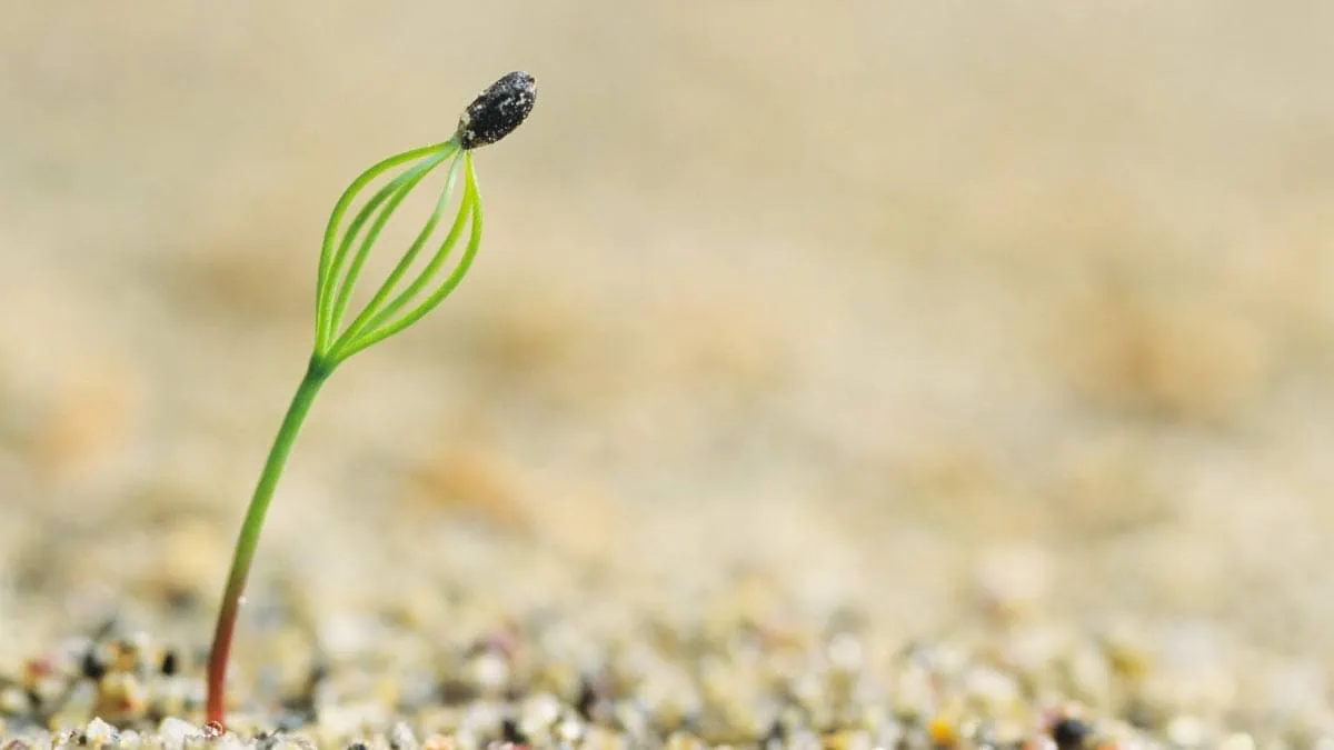 When is it Too Late to Sow Seeds Outdoors? — Empress of Dirt