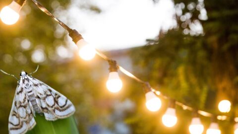 Toad String Lights Why Frogs & Toads Are Good For Our Gardens