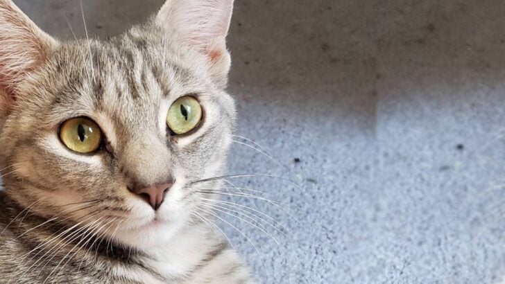 Close up of green eyed tabby cat.