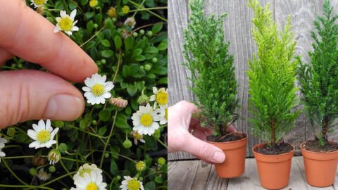 How to Choose Plants for Miniature Gardens