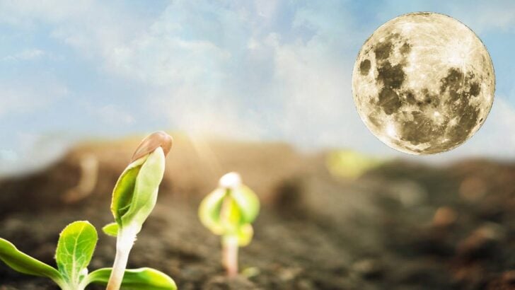 Moon above garden bed of seedlings.
