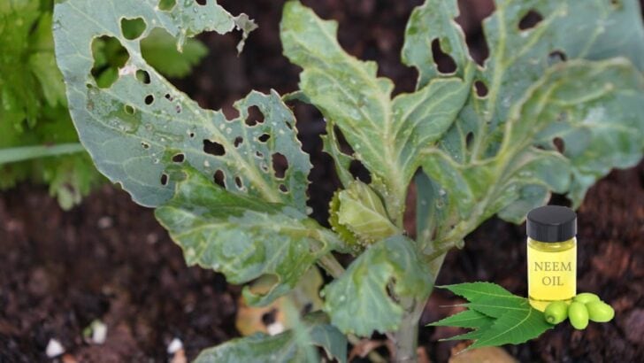 Bottle of neem oil and a plant with bite marks from insects.