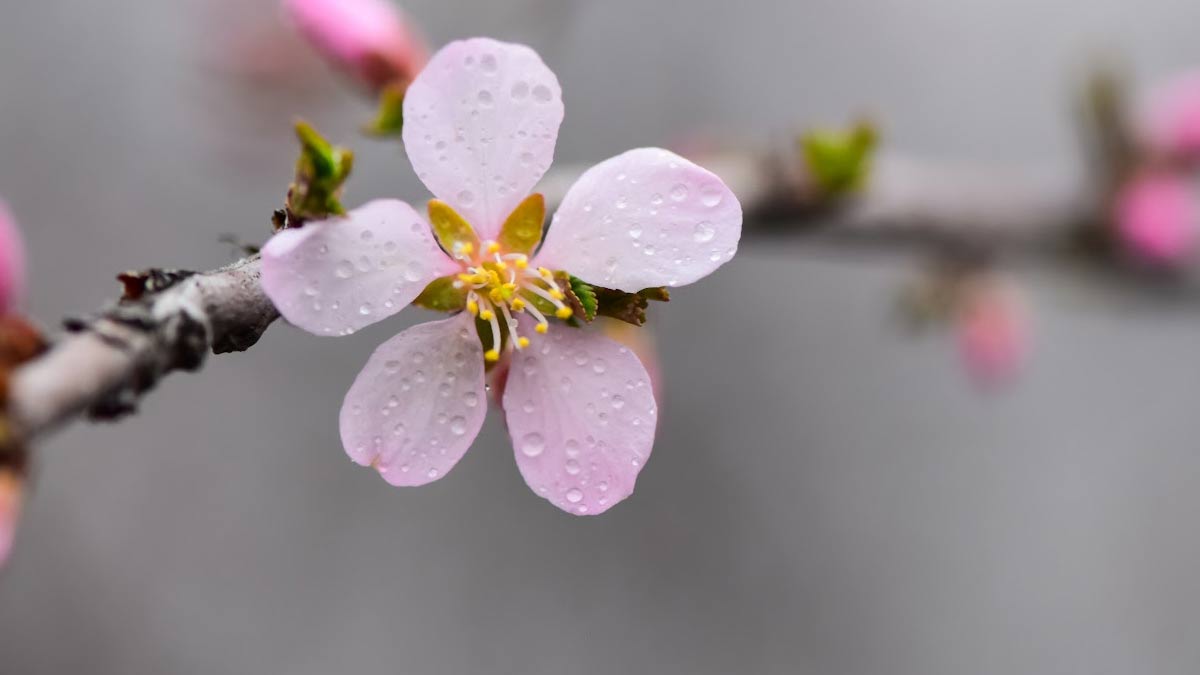 Tree blossom in the rain.
