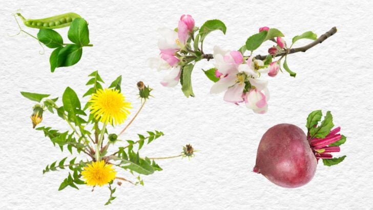 Dandelions and apple blossoms.