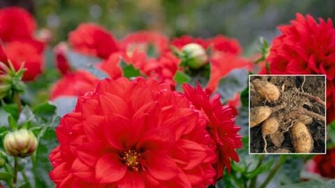 When to Plant Dahlias in Spring — Empress of Dirt