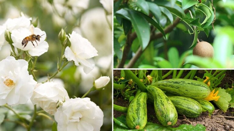 How to Know Which Vegetable & Fruit Crops Need Pollinators