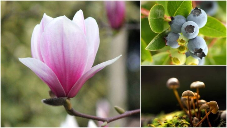 Magnolia bloom, blueberries, and mushroom.