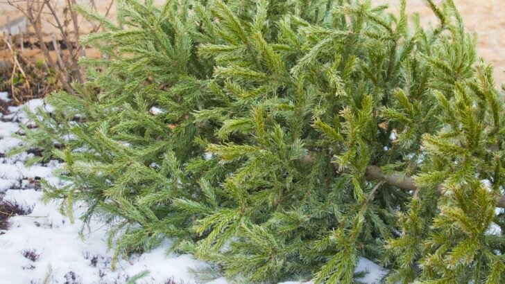 Old Christmas tree ready for reuse.