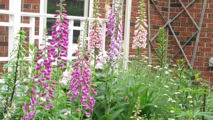 Pink and purple foxgloves growing in the garden.