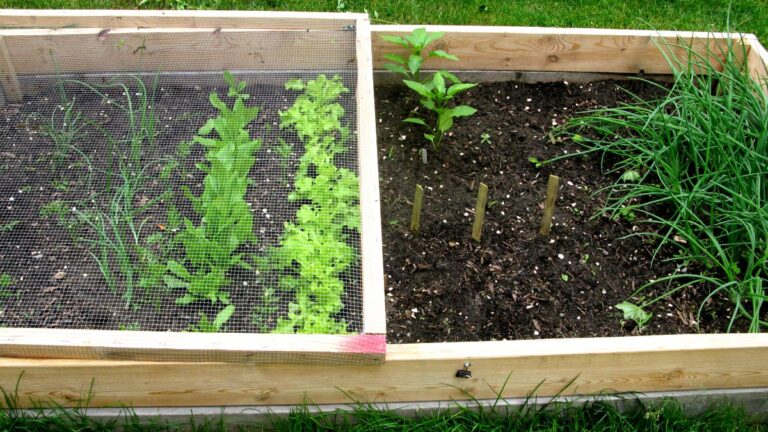 How to Grow Sweet Pea Flowers & What to Avoid