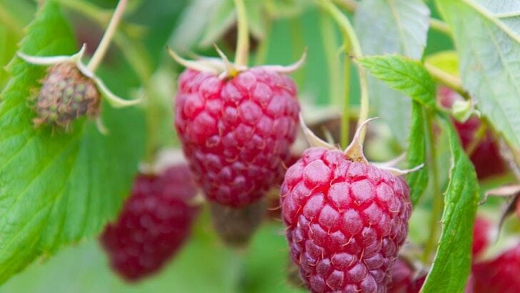 Raspberries ready for picking on the bush.