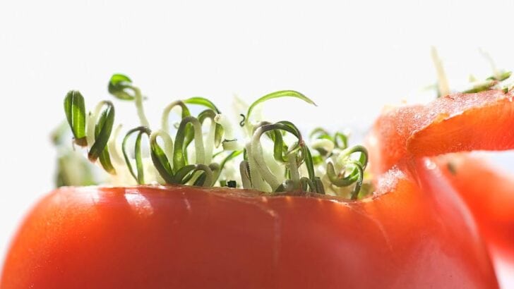 Seedlings sprouting in a tomato.