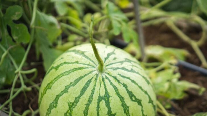 Watermelon ripening in the garden.