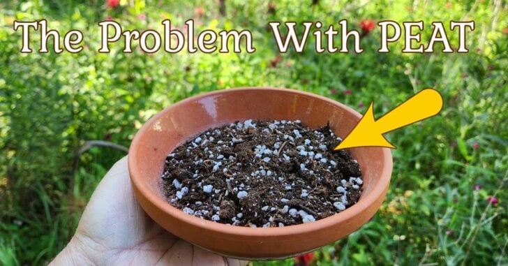 Bowl of potting mix with peat.