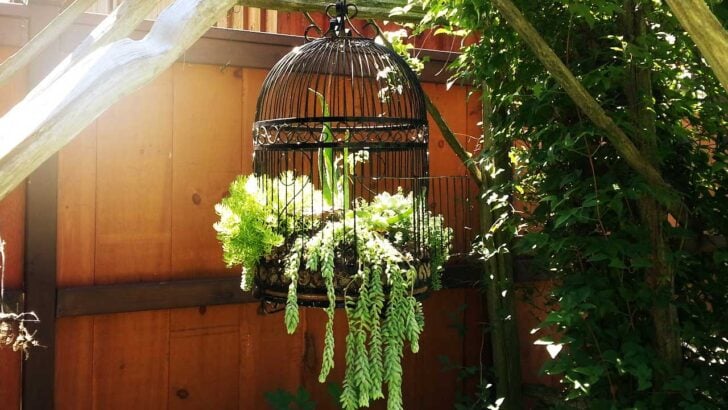 Hanging antique birdcage planted with trailing succulents.