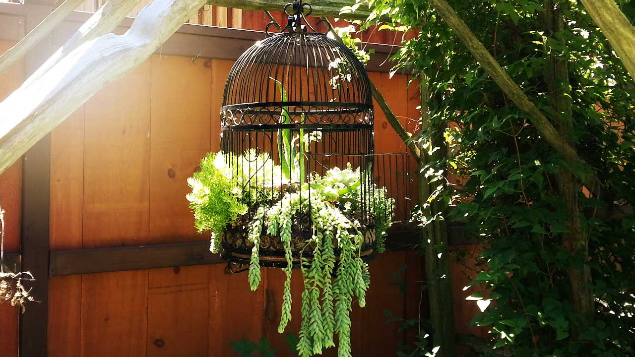 Hanging antique birdcage planted with trailing succulents.