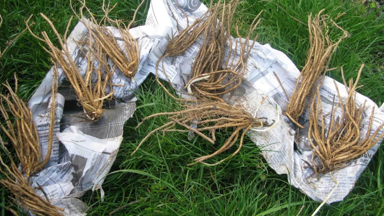 Asparagus crowns ready to be planted.