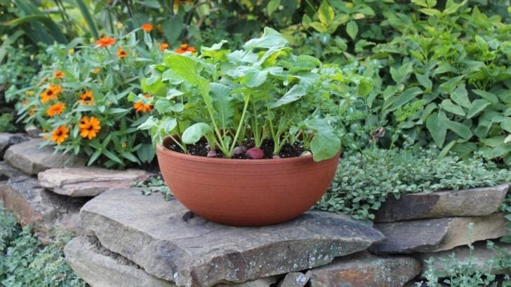 Growing vegetables in containers