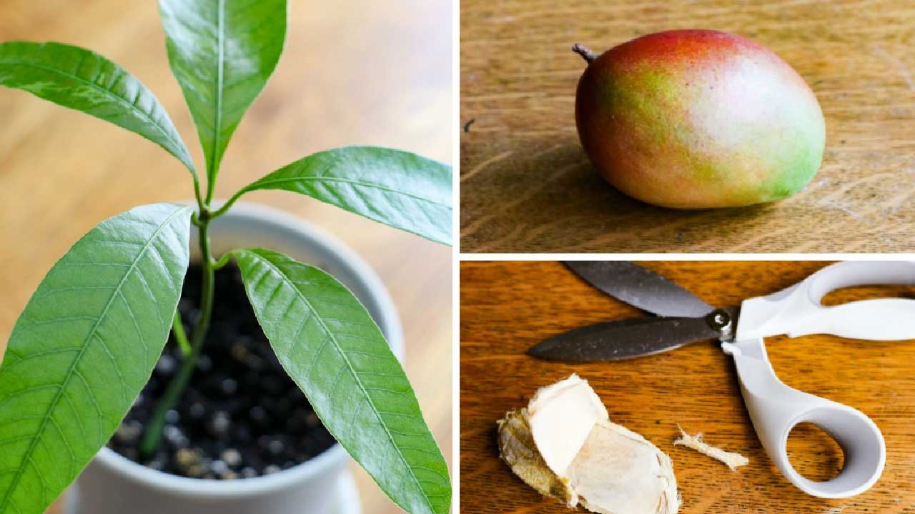 Mango seed, mango fruit, and mango plant.