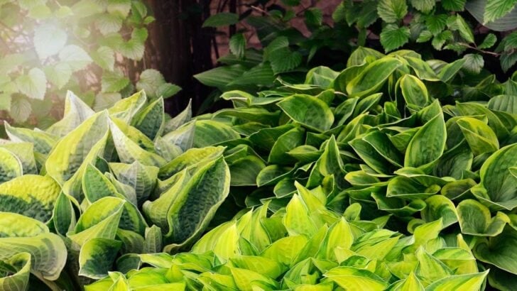 Hostas in a sunny garden.