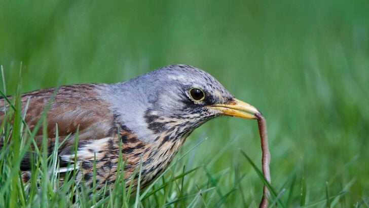Bird with earthworm in beak.