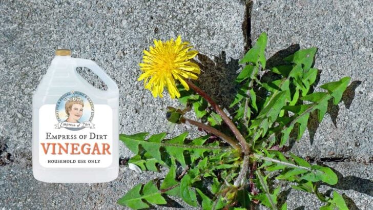 Jug of vinegar and a dandelion growing in a crack in pavement.