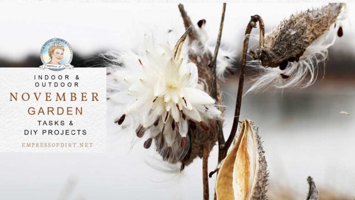 Milkweed seeds on plant in autumn garden