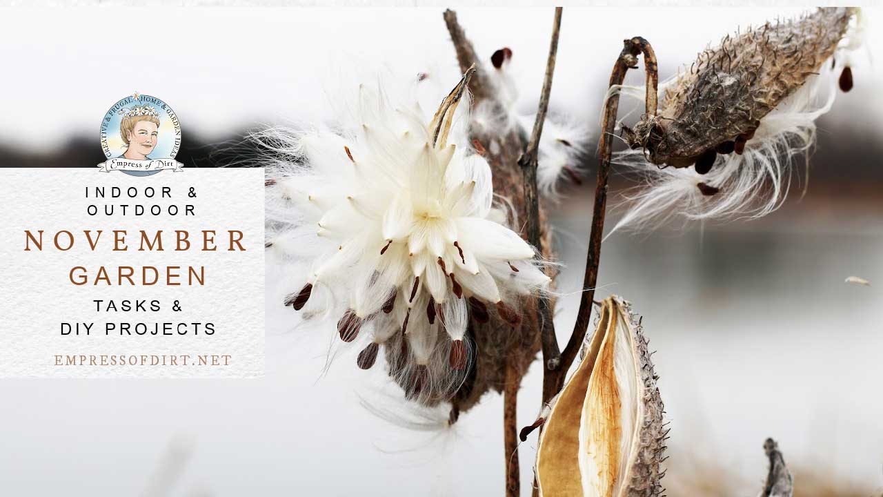 Milkweed seeds on plant in autumn garden