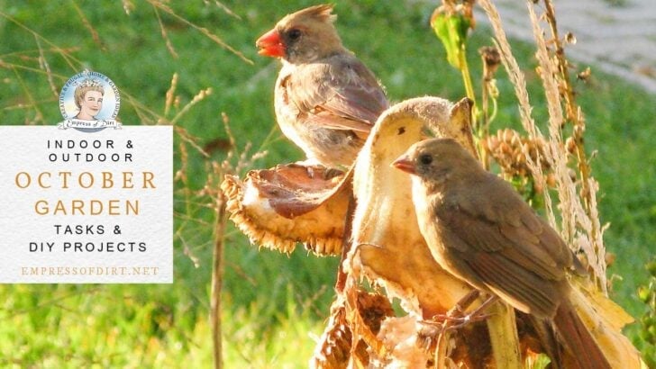 Cardinal birds eating sunflower seeds from plants in September garden