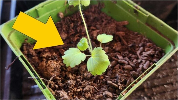 Seedling growing in pot.
