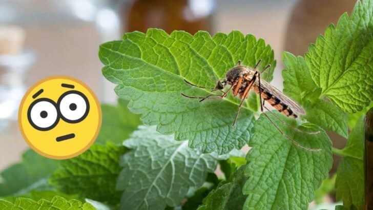 Mosquito hovering around garden plants.