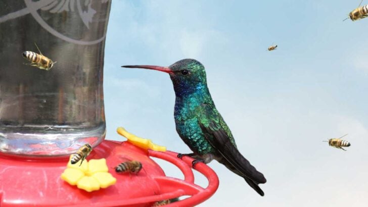 Bees bothering hummingbird at feeder.