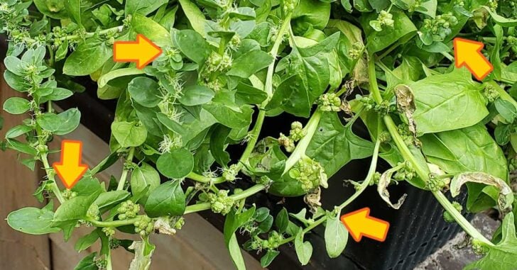 Lettuce plants bolting in the garden.