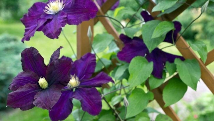 Purple clematis vine growing on trellis.