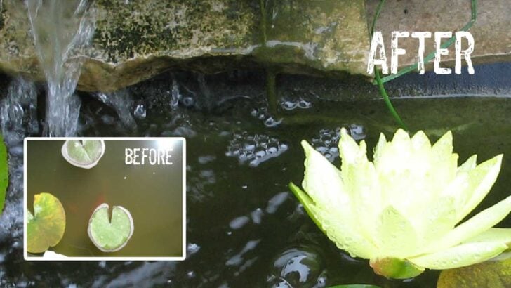 Before and after of pond water using the empress of dirt batting method to clear the water.