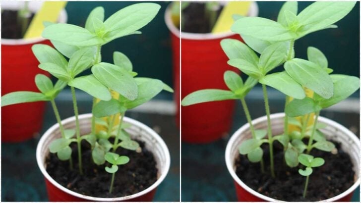 Seedlings growing in solo cups.