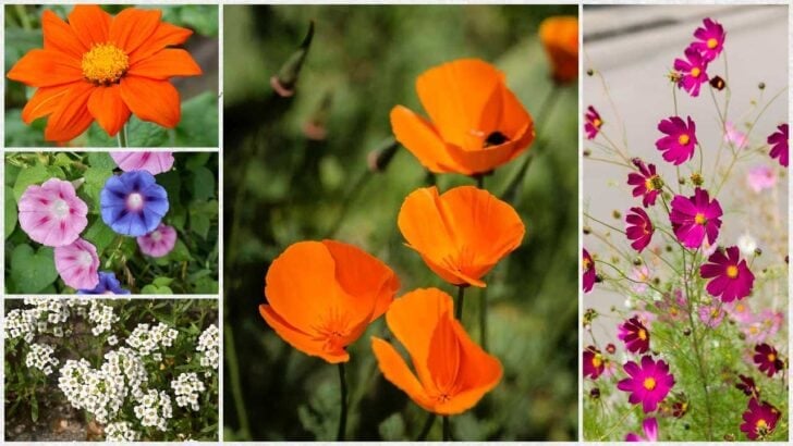 Flowers to sow from seed mid-summer including poppies and cosmos.