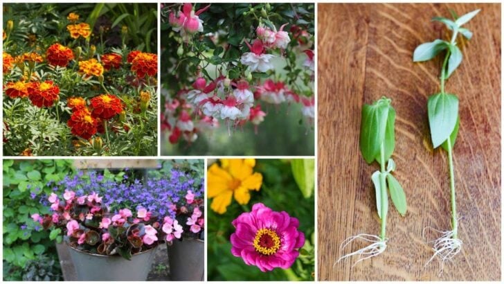 Collage of flowering annuals you can grow from cuttings