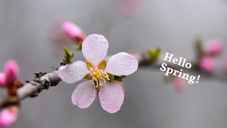 Spring flowering shrub branch