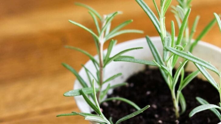 Rosemary cuttings planted in a flower pot.