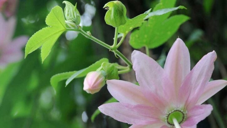 Flowering plant suitable for softwood cuttings.