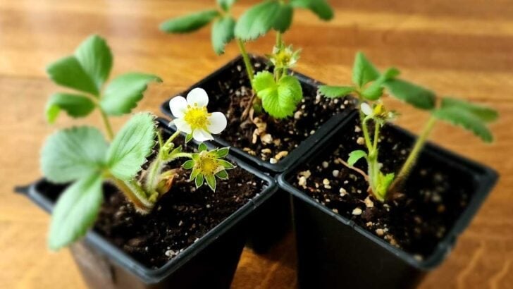 Young strawberry plants beginning to flower