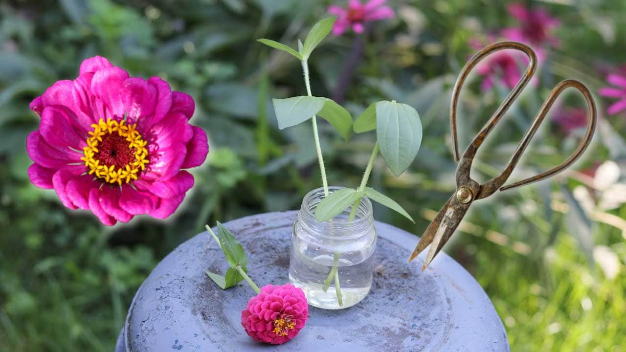 Zinnia cuttings and scissors by a jar of water