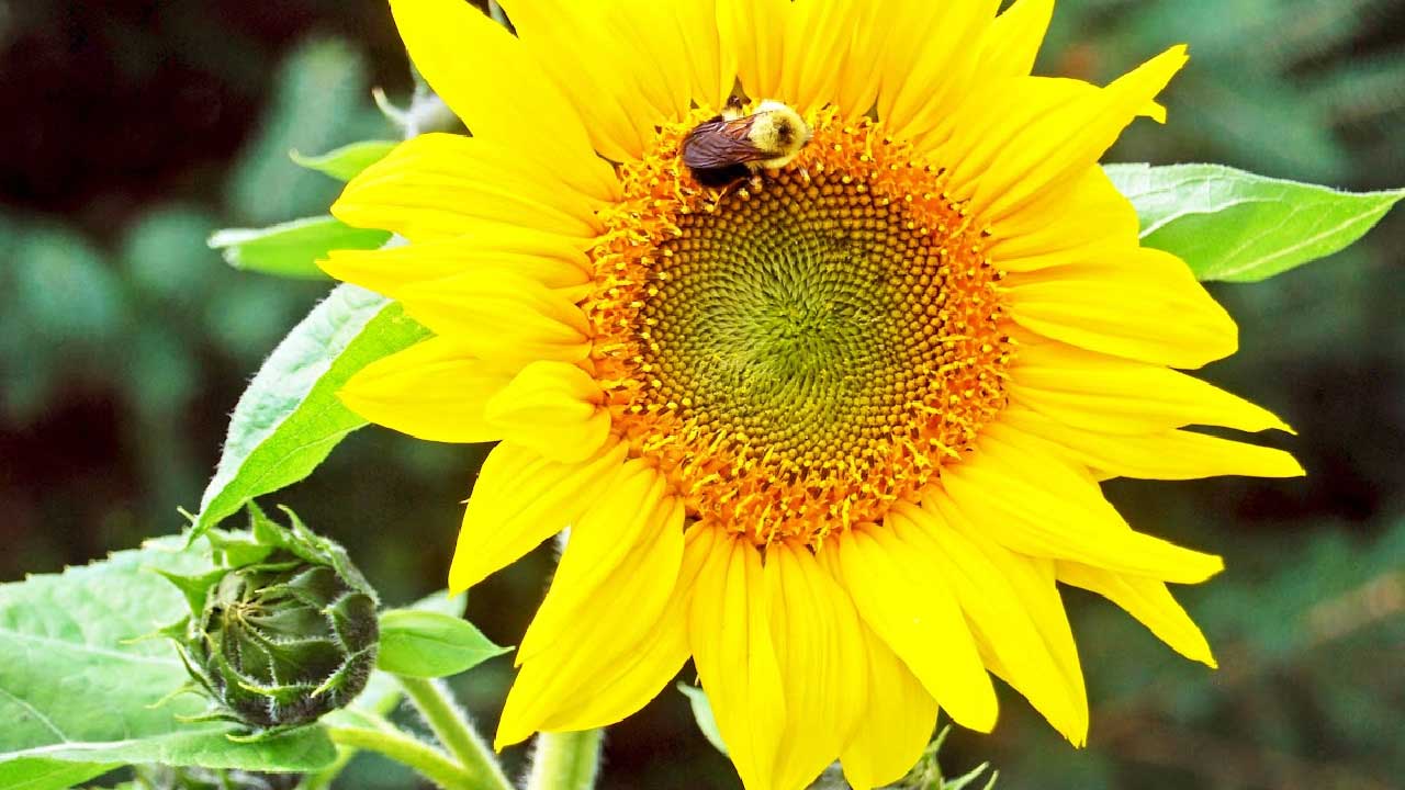 Sunflower with bee in the garden.